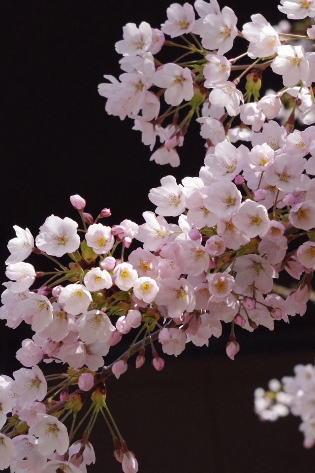 Розовые цветы сакуры на ветке дерева на черном фоне