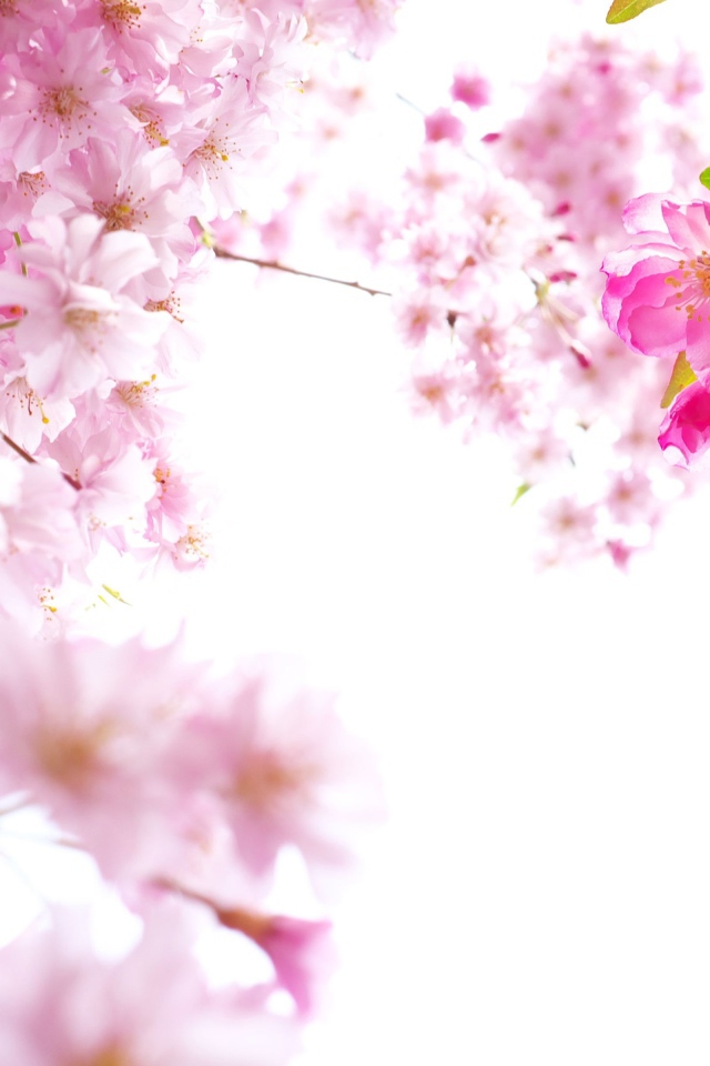 Розовые цветы сакуры на ветках на белом фоне