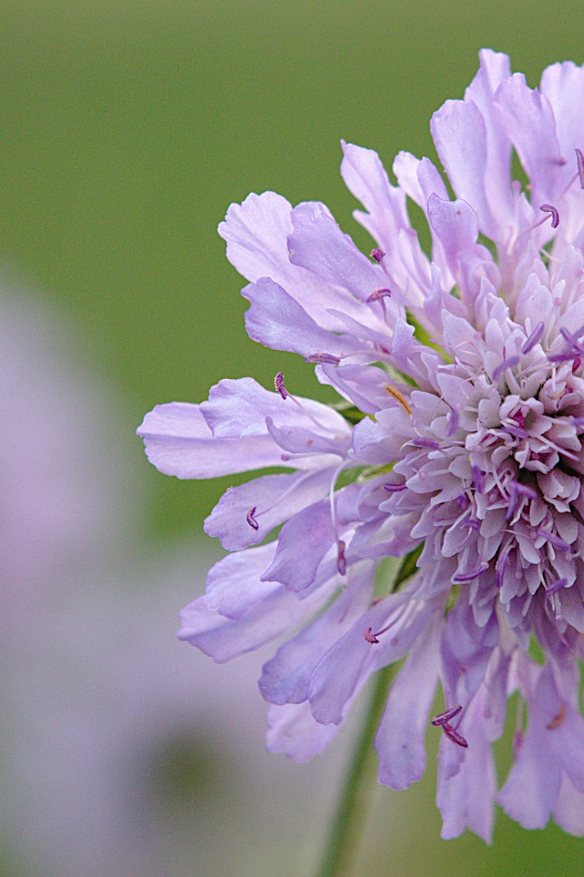 Розовый цветок скабиоза на зеленом фоне