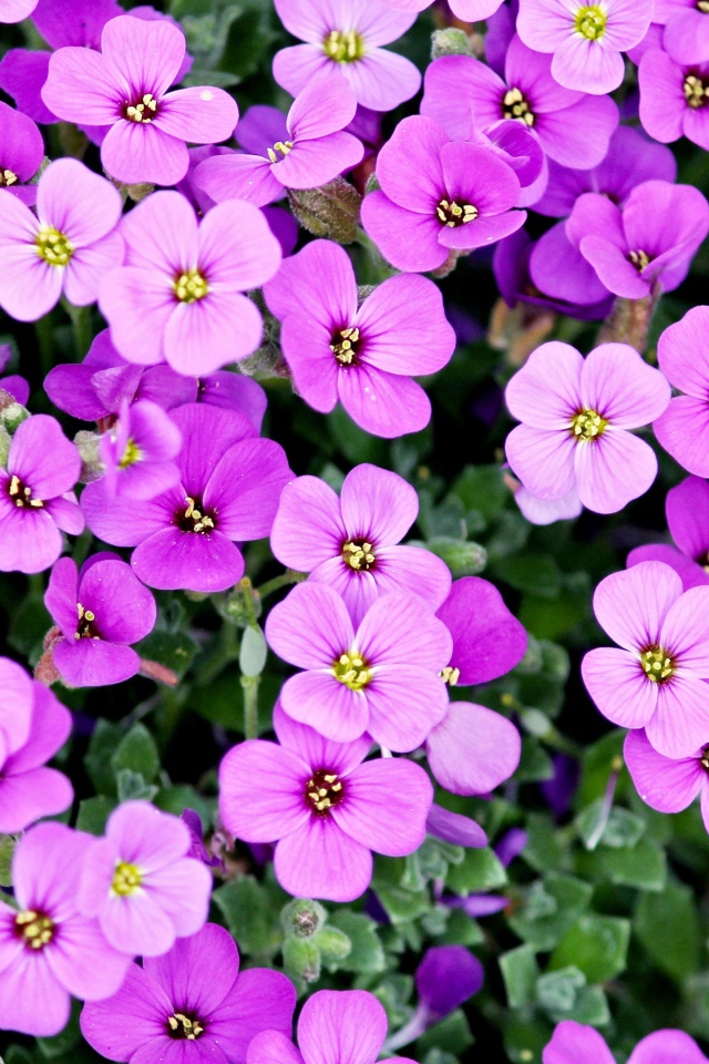 Розовые мелкие цветы крупным планом