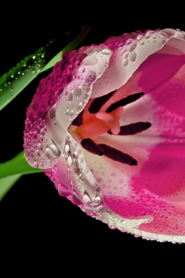 Розовый цветок тюльпана в каплях росы на черном фоне