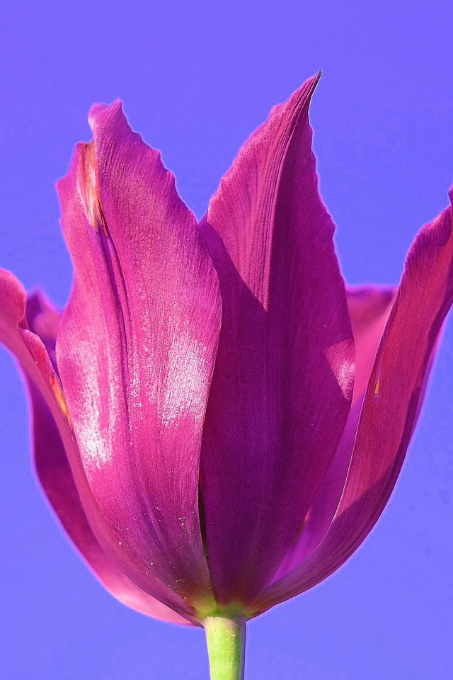 Розовый цветок тюльпана на сиреневом фоне