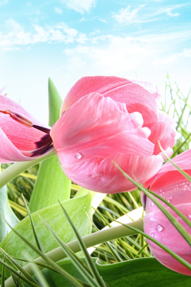 Розовые цветы тюльпана в зеленой траве на фоне голубого неба 
