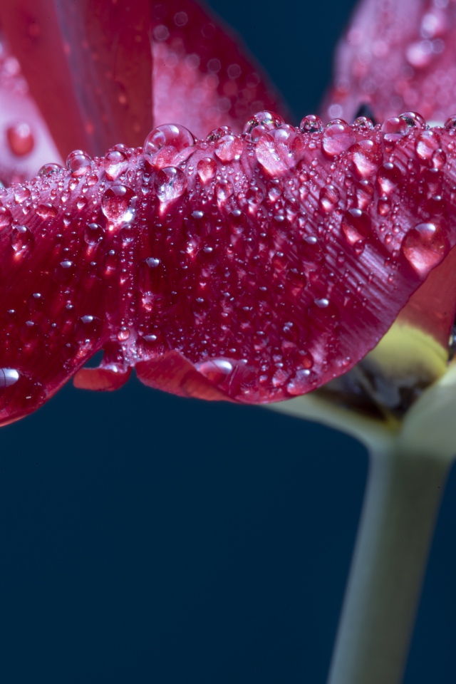 Лепестки розового тюльпана в каплях росы