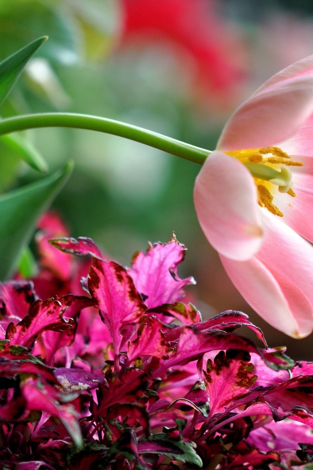 Розовый тюльпан с растениями на клумбе 