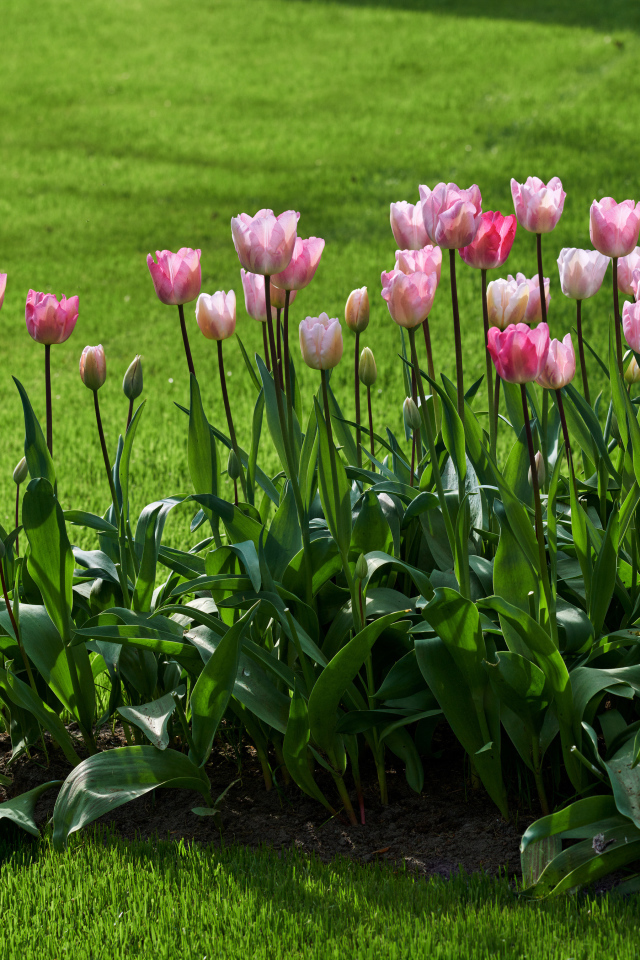 Розовые тюльпаны на клумбе у газона