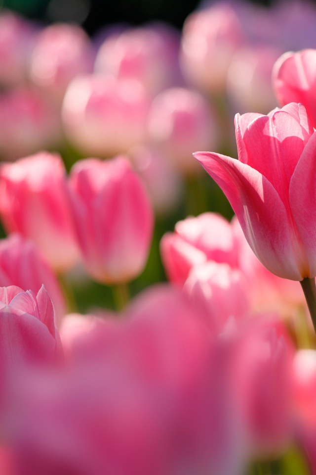 Розовые тюльпаны в лучах солнца на клумбе