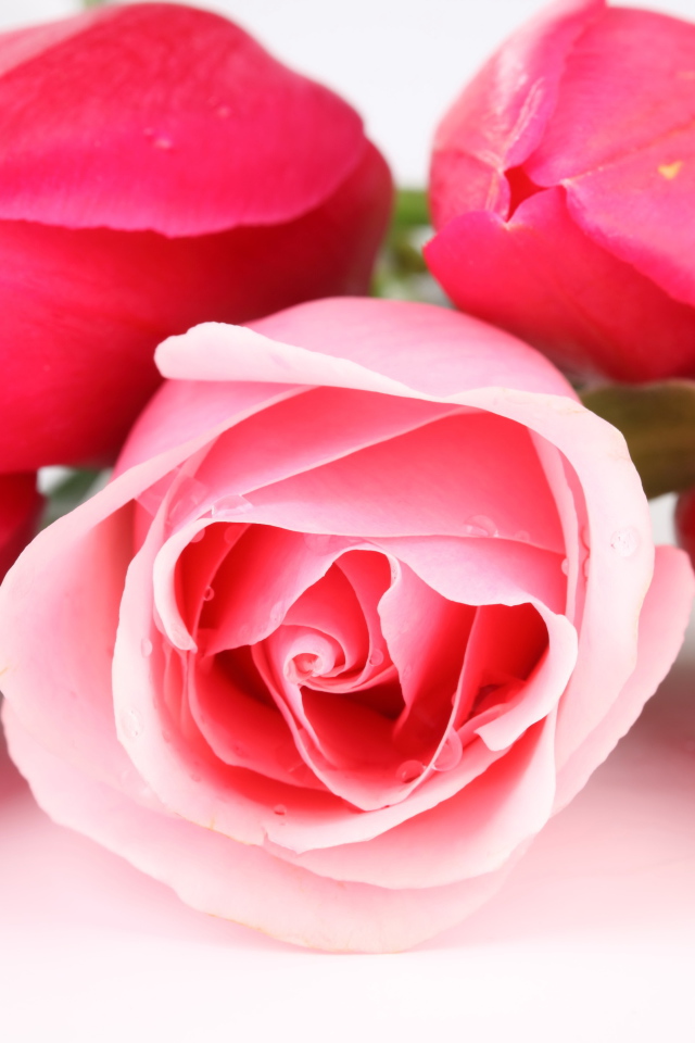 Розовые тюльпаны с розой на белом фоне