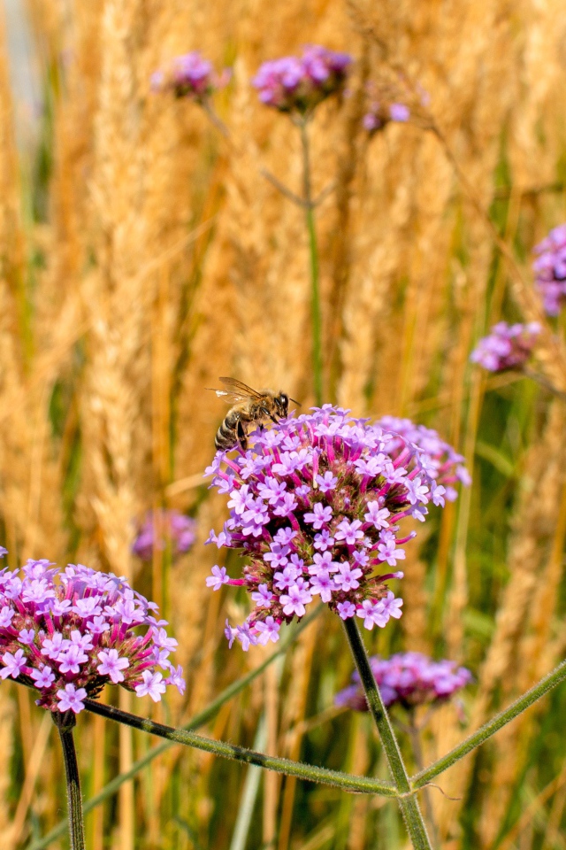 Розовые цветы вербена с колосками в поле