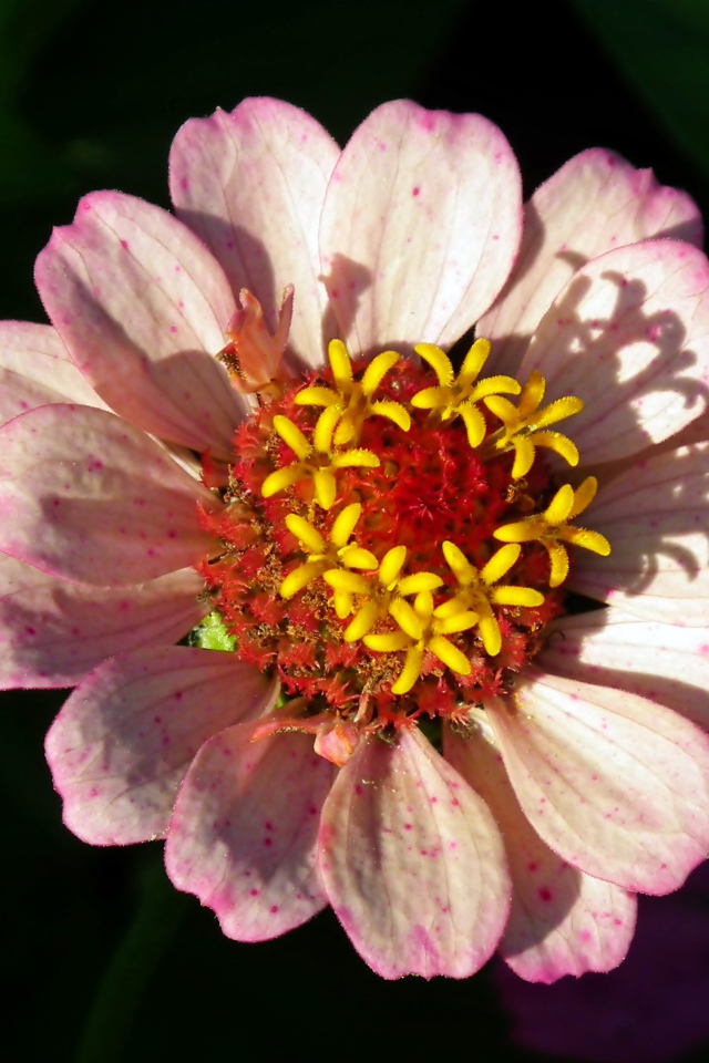 Розовый цветок циннии в лучах солнца