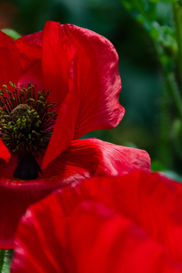 Цветок мака с красными лепестками крупным планом 