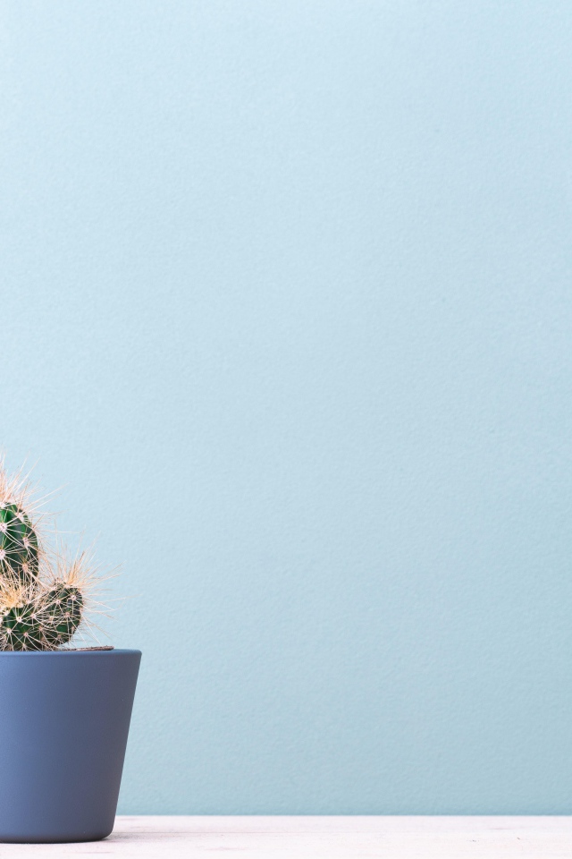 Колючий кактус в горшке на голубом фоне