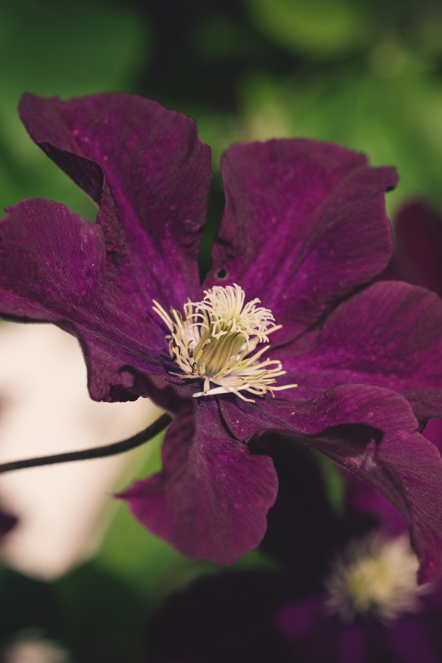 Фиолетовый цветок клематиса крупным планом