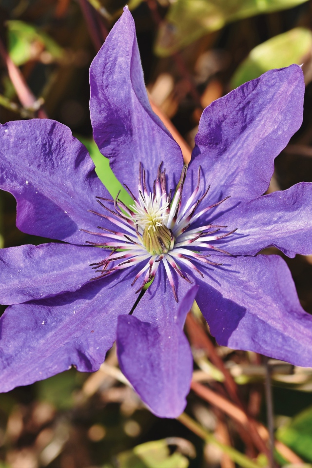 Фиолетовый цветок клематиса в лучах солнца 