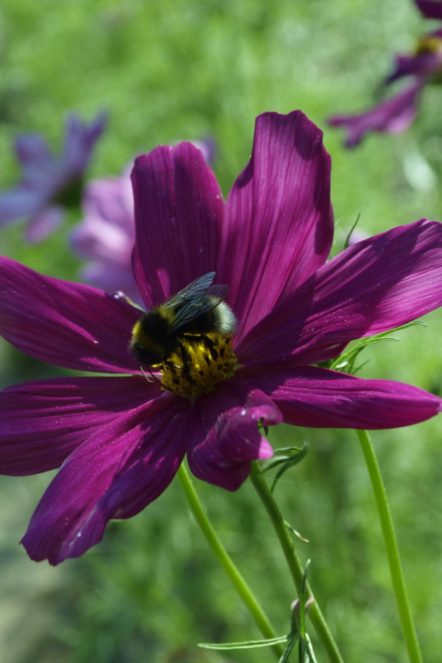Фиолетовый цветок космея со шмелем