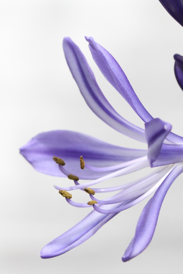 Фиолетовый цветок агапантус на белом фоне