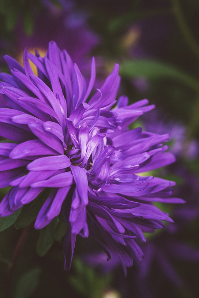 Фиолетовый цветок астры на клумбе 