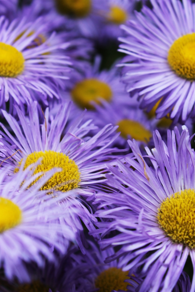 Фиолетовые цветы астры крупным планом 