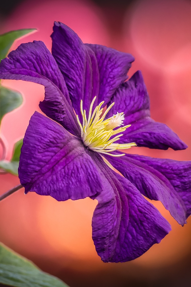 Фиолетовый цветок клематиса с зелеными листьями  крупным планом