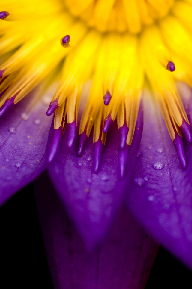 Фиолетовые лепестки клематиса с желтой серединой