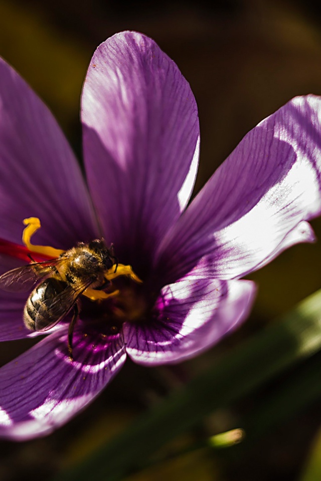 Фиолетовый цветок крокуса с пчелой 