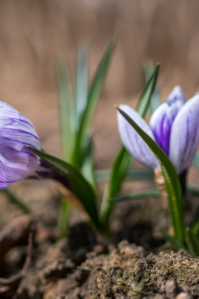 Фиолетовые цветы крокуса на земле 