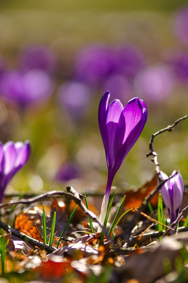 Фиолетовые крокусы в сухих листьях в лучах солнца