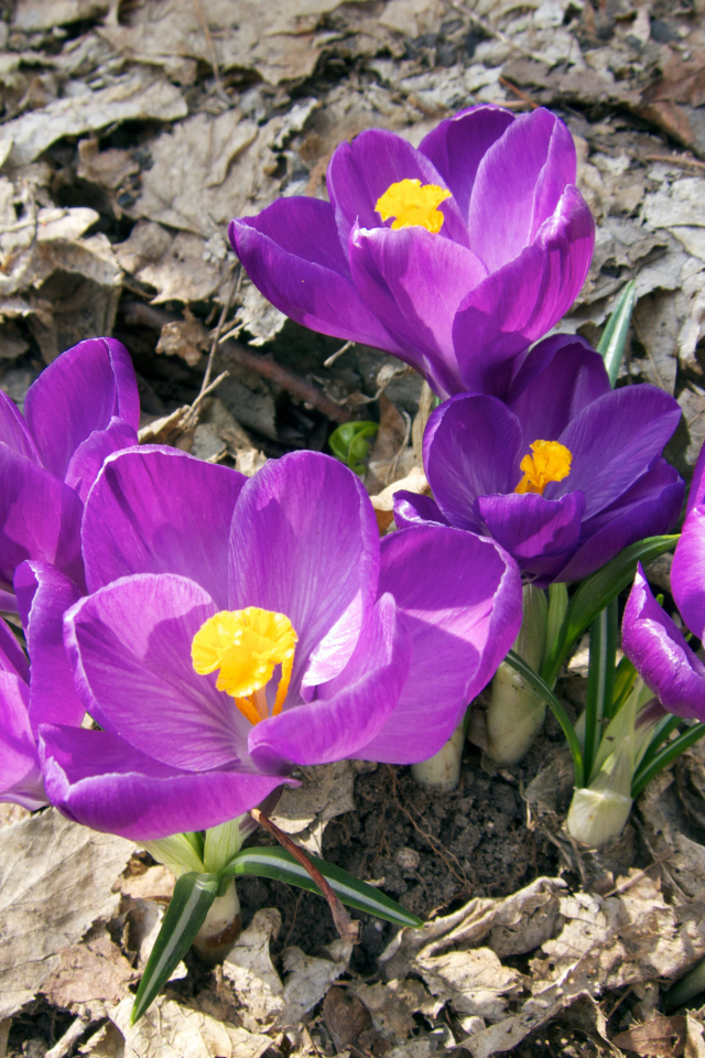 Фиолетовые крокусы в лучах солнца на земле 