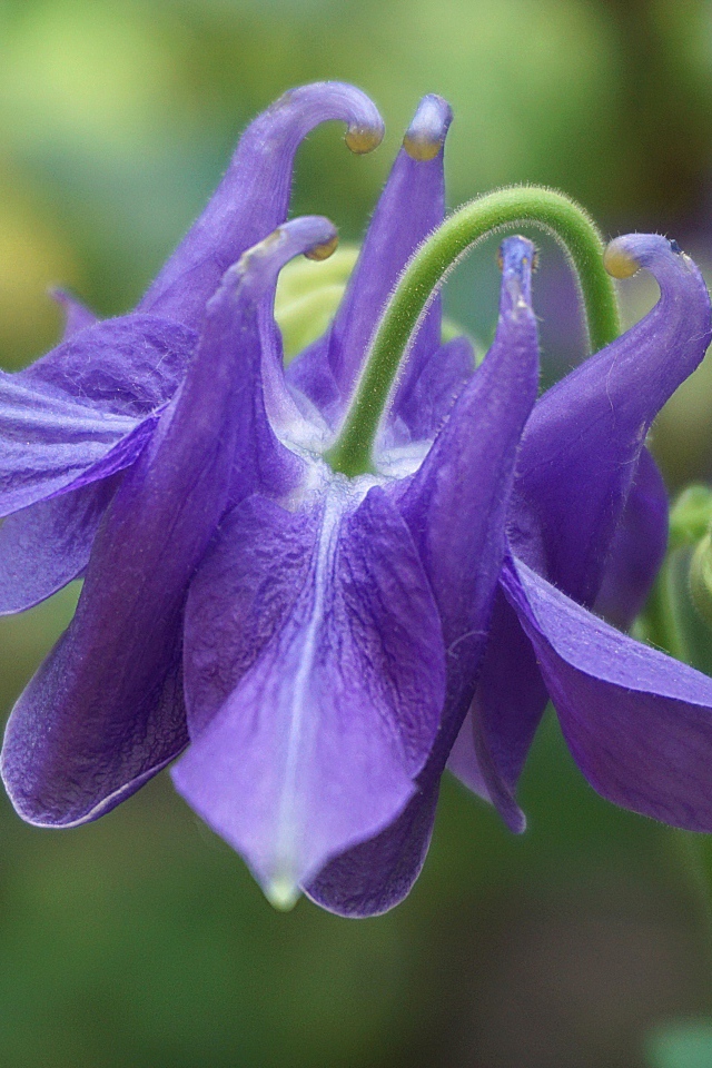 Фиолетовый цветок водосбор с бутоном крупным планом