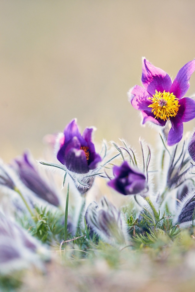 Фиолетовые цветы прострел в поле