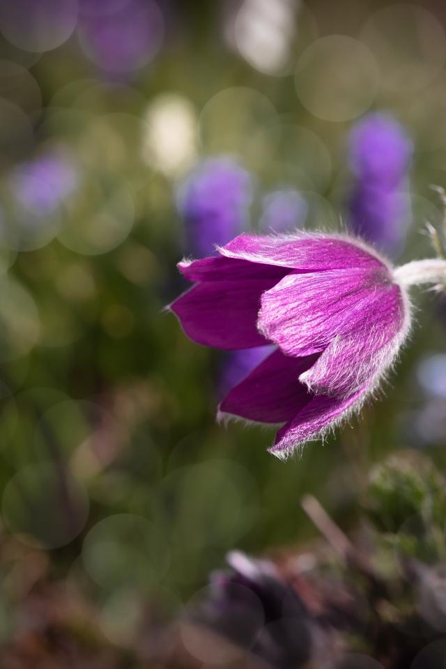 Фиолетовый цветок морозник в лучах солнца крупным планом