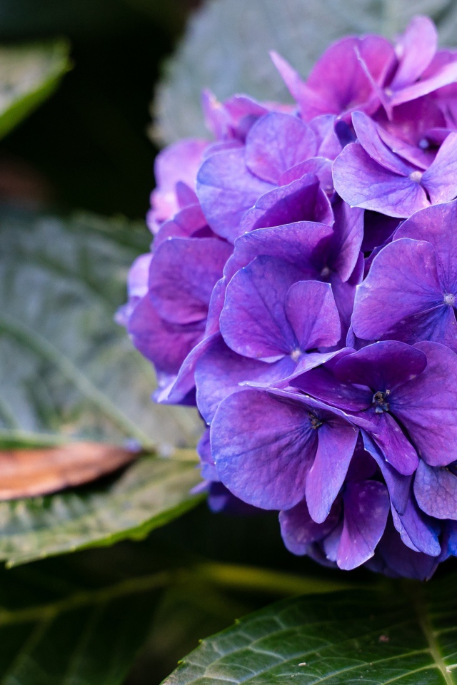 Фиолетовая гортензия в зеленых листьях 