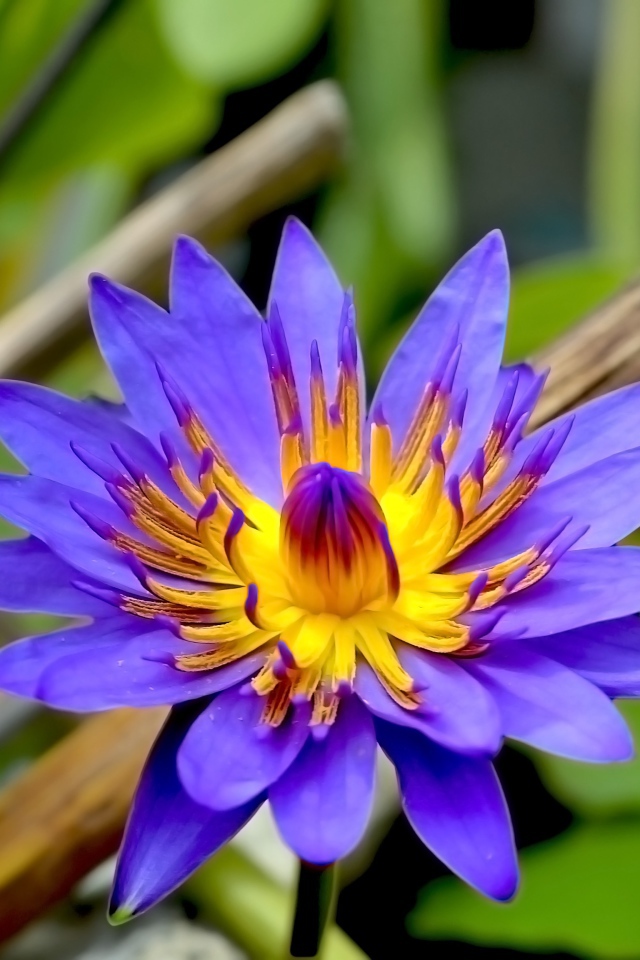 Фиолетовый цветок лотоса в зеленых листьях крупным планом