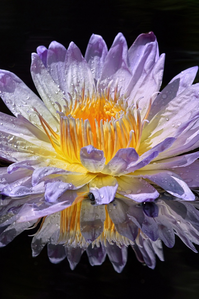 Фиолетовый цветок лотоса в лучах солнца в воде 