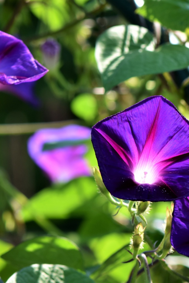 Фиолетовые цветы ипомеи в лучах солнца крупным планом