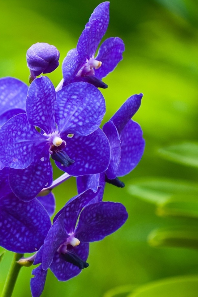 Фиолетовые цветы орхидеи на зеленом фоне 