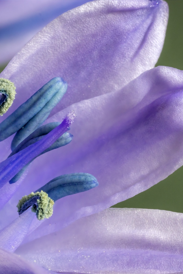 Фиолетовый цветок тюльпана крупным планом 