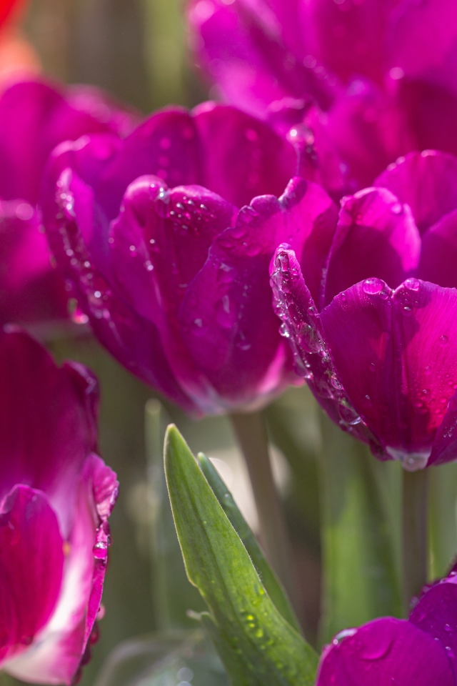 Фиолетовые тюльпаны в каплях росы в лучах солнца 