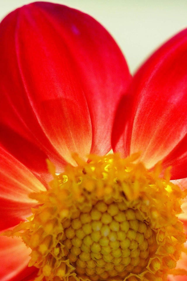 Красный цветок георгины крупным планом