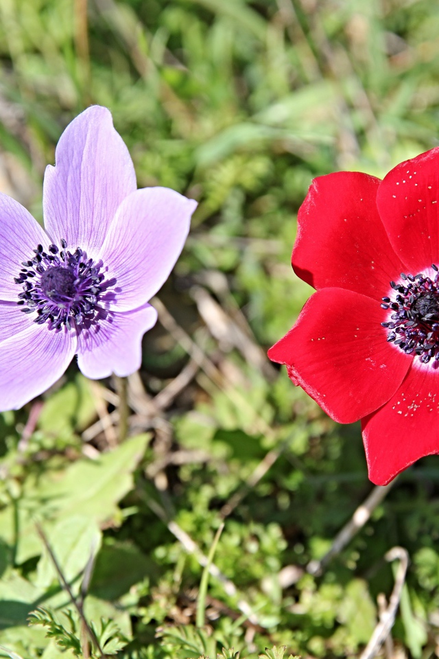 Красный и сиреневый цветок анемоны в траве