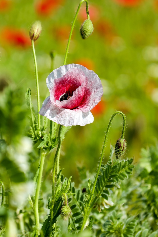 Красные и розовые маки с бутонами на поле солнечным летним днем
