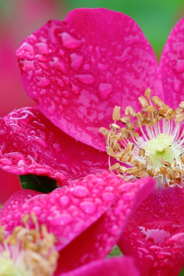 Красная распустившаяся роза в каплях росы