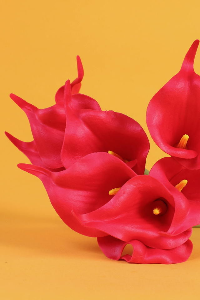 Красные цветы каллы на желтом фоне