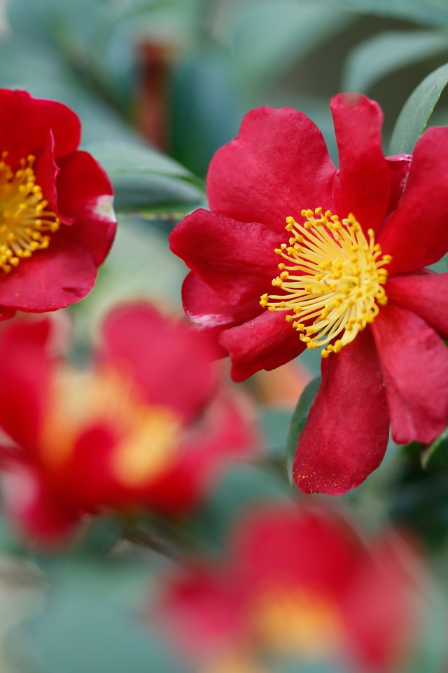 Красные цветы камелия с зелеными листьями 