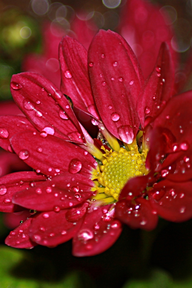 Красный цветок хризантемы в каплях воды 