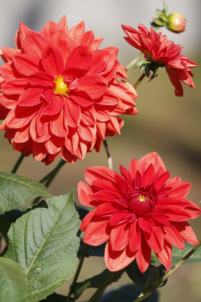 Красные цветы георгин с бутонами на клумбе 