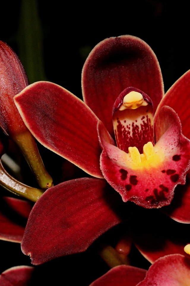 Красные экзотические орхидеи с бутонами на черном фоне