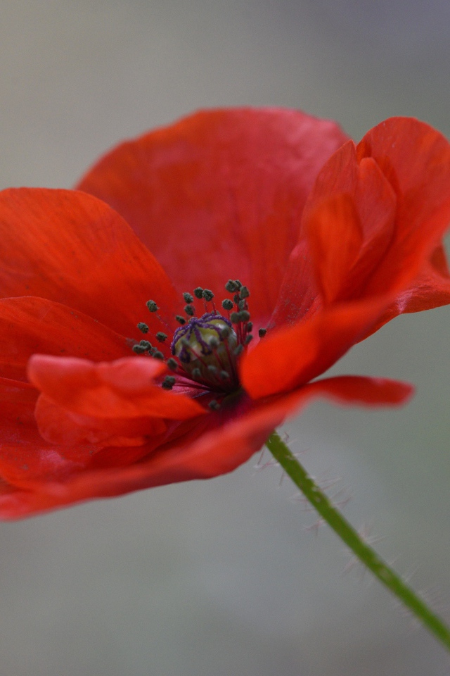 Красный цветок полевого мака крупным планом