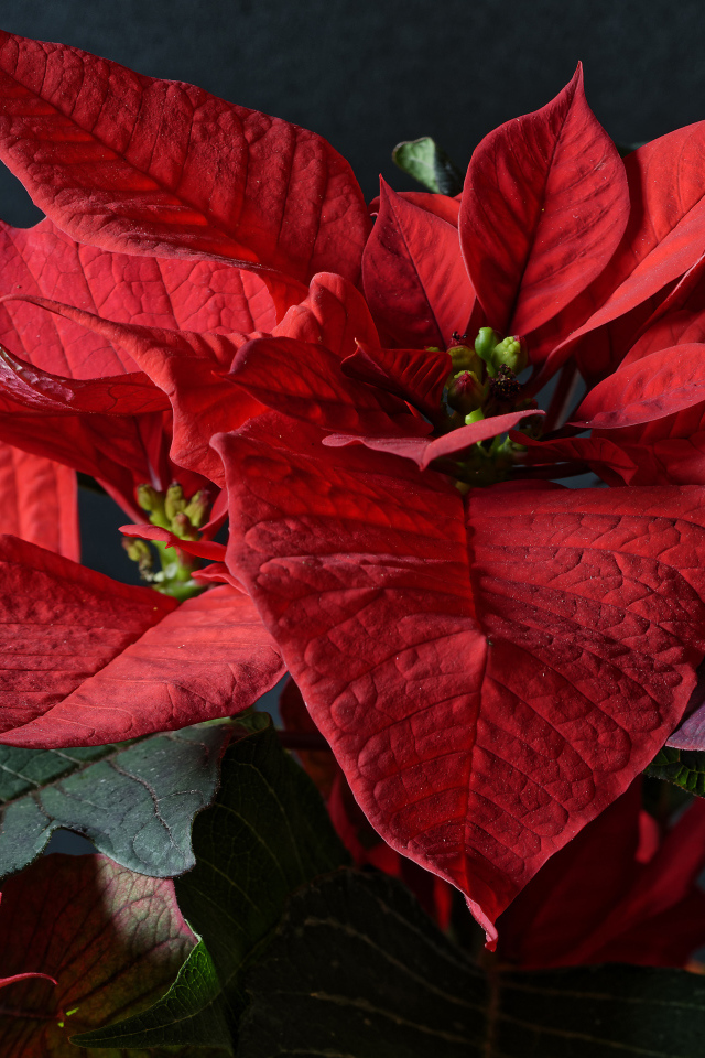 Красные цветы молочай в комнате