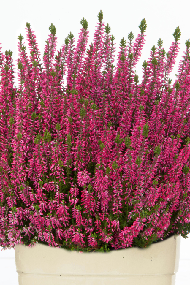 Красные цветы вереск в вазе на белом фоне